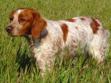 French Brittany Dog - dzaglis jishebi