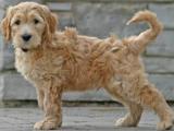 Goldendoodle Dog - dzaglis jishebi