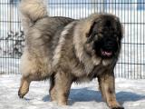 Illyrian Sheepdog Dog - dzaglis jishebi