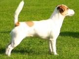 Jack Russell Terrier Dog - dzaglis jishebi