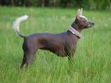 Mexican Hairless  Dog list M