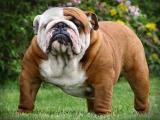 Olde English Bulldogge Dog - dzaglis jishebi