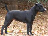 Patterdale Terrier (Fell Terrier) Dog - dzaglis jishebi