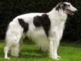 Russian Wolfhound Dog Breeds Pictures