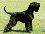Schnauzer - Giant Dog Breeds Pictures