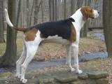 Treeing Walker Coonhound Dog list T