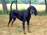 Black and Tan Coonhound Dog list B