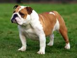 Bulldog Dog - dzaglis jishebi