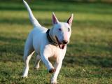 Bull Terrier  Dog - dzaglis jishebi