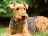 Airedale Terrier pes pasme 