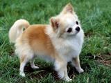 Chihuahua  Dog - dzaglis jishebi