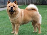 Chow Chow Dog Pictures