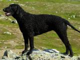 Curly-Coated Retriever Dog Pictures