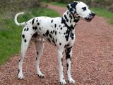 Dalmatian Dog - dzaglis jishebi