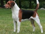English Foxhound Dog - dzaglis jishebi