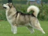 Alaskan Malamute 狗的品种 