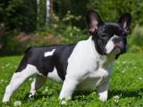 French Bulldog Dog - dzaglis jishebi