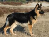 German Shepherd  Dog - dzaglis jishebi