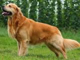 Golden Retriever Dog - dzaglis jishebi
