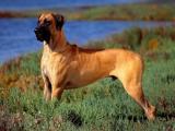 Great Dane Dog - dzaglis jishebi