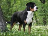 Greater Swiss Mountain  Dog - dzaglis jishebi