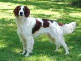 Irish Red and White Setter Dog - dzaglis jishebi
