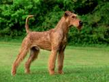 Irish Terrier Dog - dzaglis jishebi