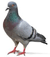 Pigeon-like