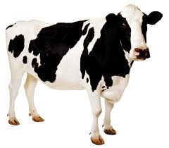 Cow Breeds List