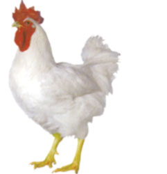 Chicken Breeds List