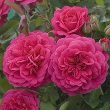 Sir John Betjeman - Rose Varieties | VARDI | ვარდი                                                                                                                