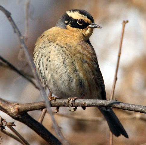 Siberian Accentor - Bird Species | Frinvelis jishebi | ფრინველის ჯიშები