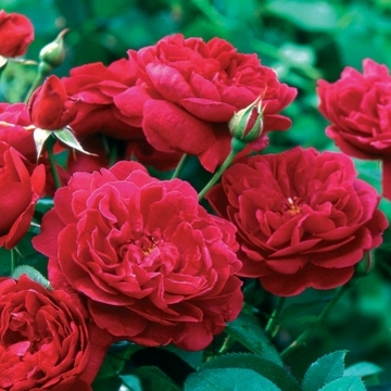 Darcey Bussell Hedging - Rose Varieties | VARDI | ვარდი                                                                                                                