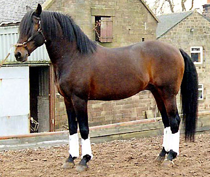 Altwurttemberg Horse - horse Breeds | ცხენის ჯიშები| cxenis jishebi