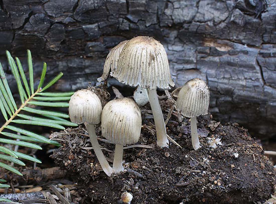 Coprinellus angulatus - Mushroom Species Images