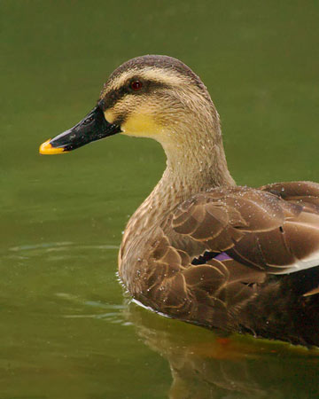 Spot-billed Duck - Bird Species | Frinvelis jishebi | ფრინველის ჯიშები