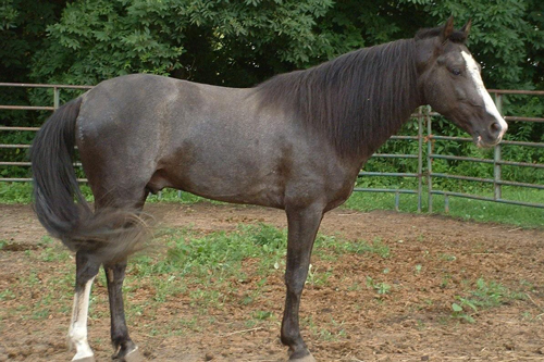 Racking Horse 3 - horse Breeds | ცხენის ჯიშები| cxenis jishebi