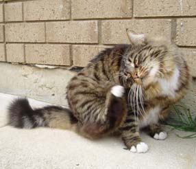 Munchkin 2 - cat Breeds | კატის ჯიშები | katis jishebi