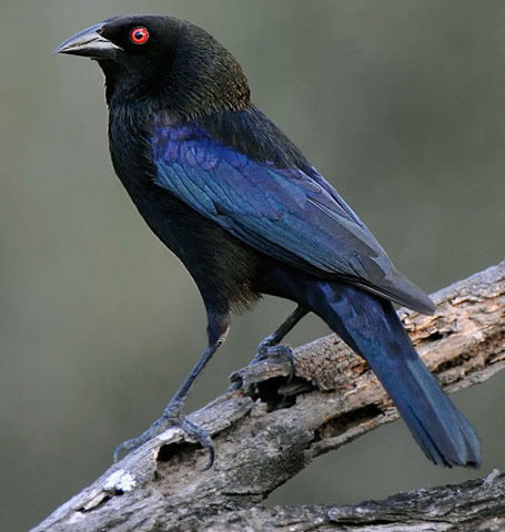 Bronzed Cowbird - Bird Species | Frinvelis jishebi | ფრინველის ჯიშები