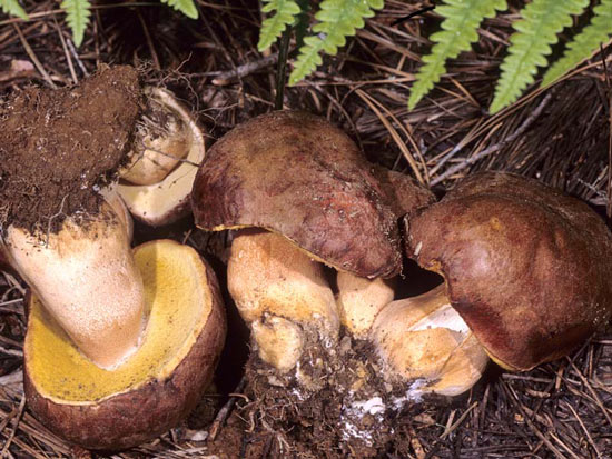 Boletus pinophilus: Boletus rex-veris - Mushroom Species Images