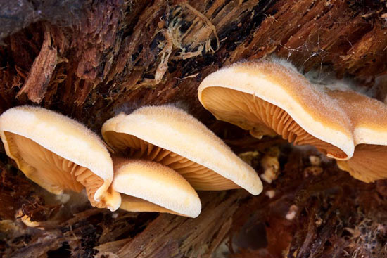 Phyllotopsis nidulans - Fungi species | sokos jishebi | სოკოს ჯიშები