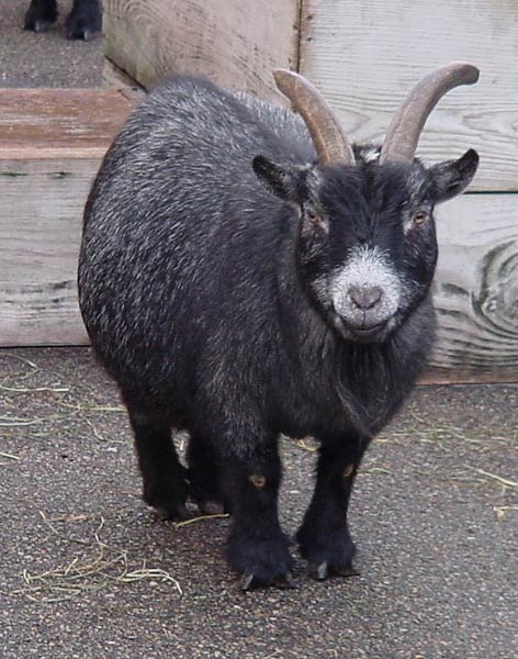 Pygmy Goat - goats Breeds | txis jishebi | თხის ჯიშები