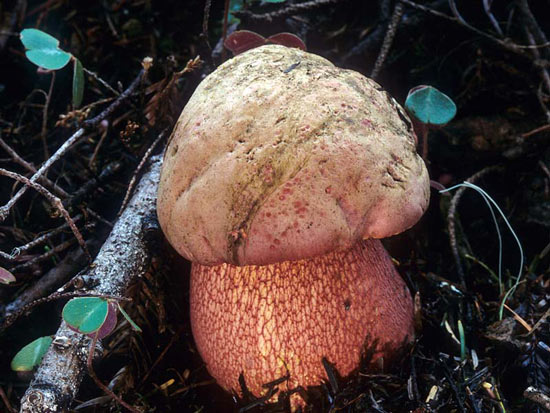 Boletus pulcherrimus - Mushroom Species Images