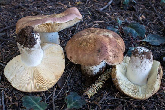 Russula mustelina - Mushroom Species Images