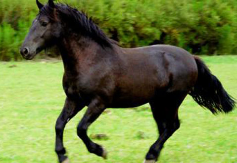 ცხენი Andean Horse - ის სურათი