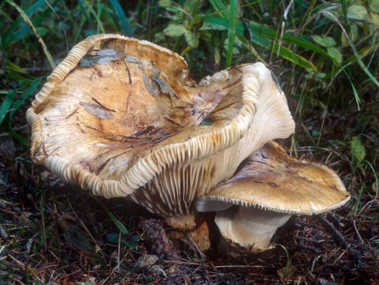 Catathelasma imperiale - Mushroom Species Images