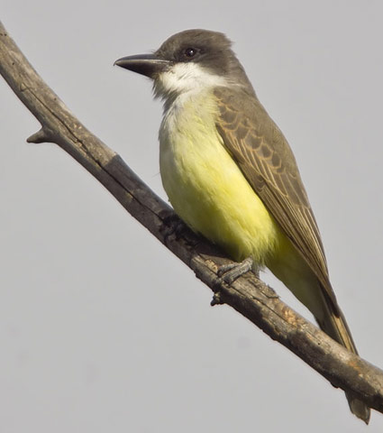 Thick-billed Kingbird - Bird Species | Frinvelis jishebi | ფრინველის ჯიშები