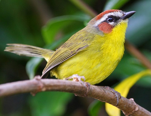Rufous-capped Warbler - Bird Species | Frinvelis jishebi | ფრინველის ჯიშები