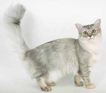 Asian Semi-Longhair - cat Breeds | კატის ჯიშები | katis jishebi