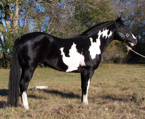 American Paint Horse - cat Breeds | კატის ჯიშები | katis jishebi